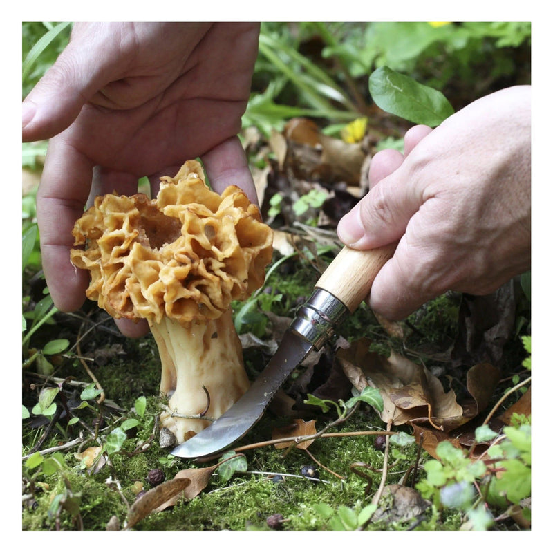 Load image into Gallery viewer, Opinel No.08 Stainless Steel Mushroom Knife