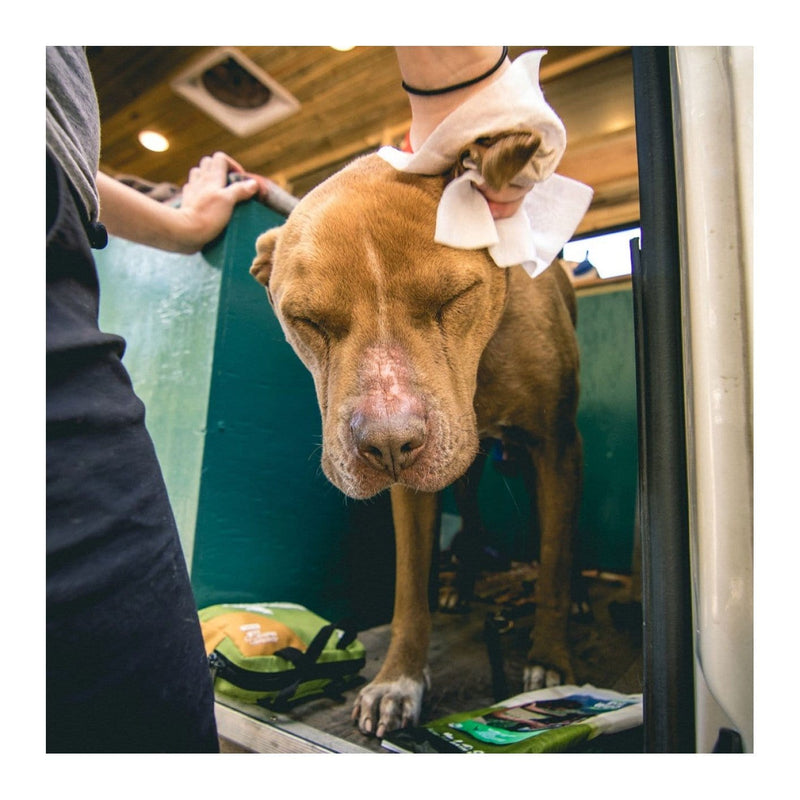 Load image into Gallery viewer, Adventure Medical Kit Adventure Dog Wipes, 8"x8",  Pkg./8
